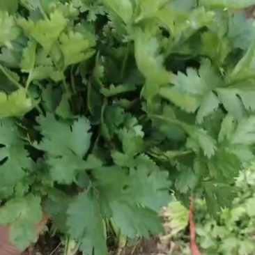 大棚和陆地香菜大量上市