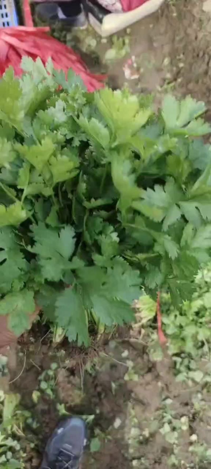 大棚和陆地香菜大量上市