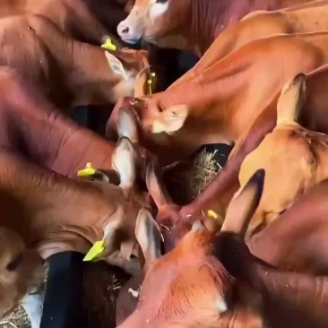 改良黄牛犊，青年母牛，孕牛，杀肉的，育肥牛