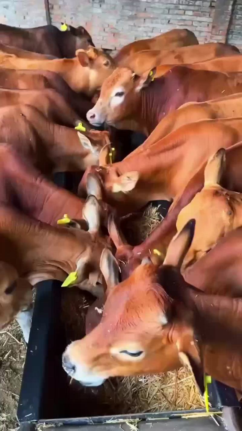 改良黄牛犊，青年母牛，孕牛，杀肉的，育肥牛
