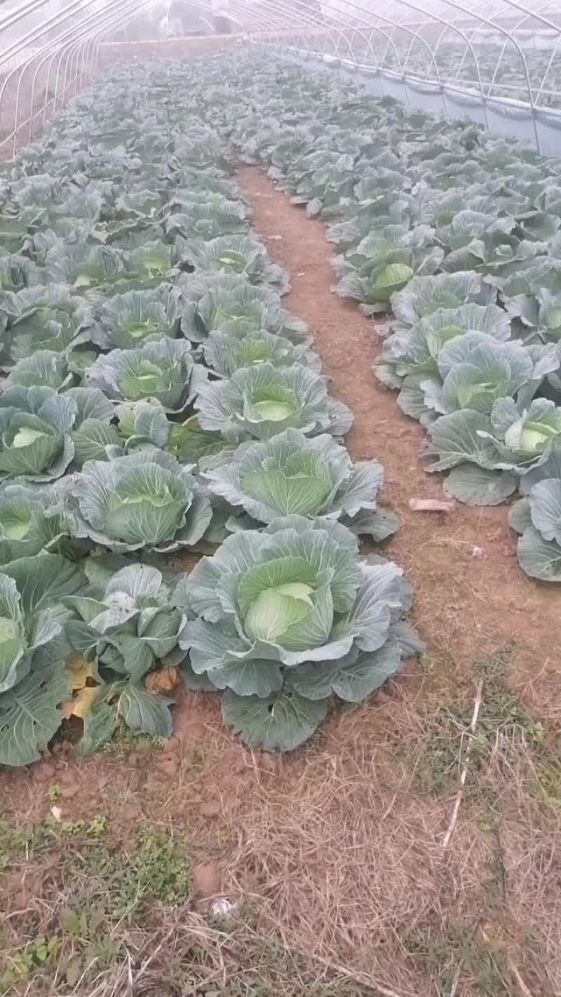 白菜