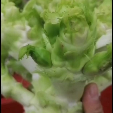 儿菜