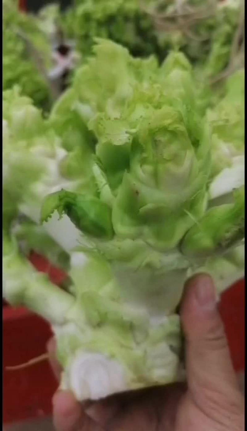 儿菜