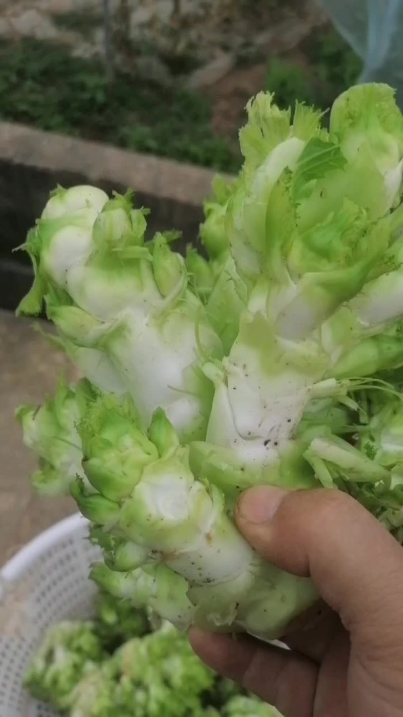儿菜