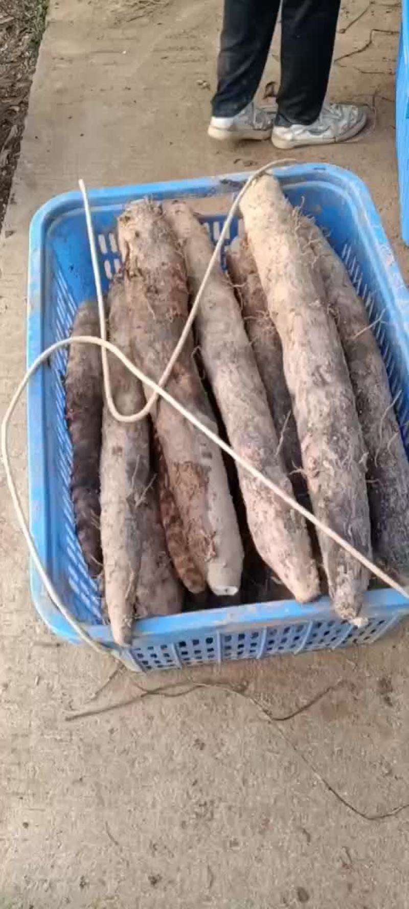 广西黑鬼白鬼山药大量上市啦