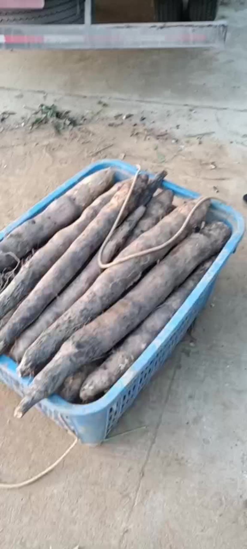 广西黑鬼白鬼山药大量上市啦