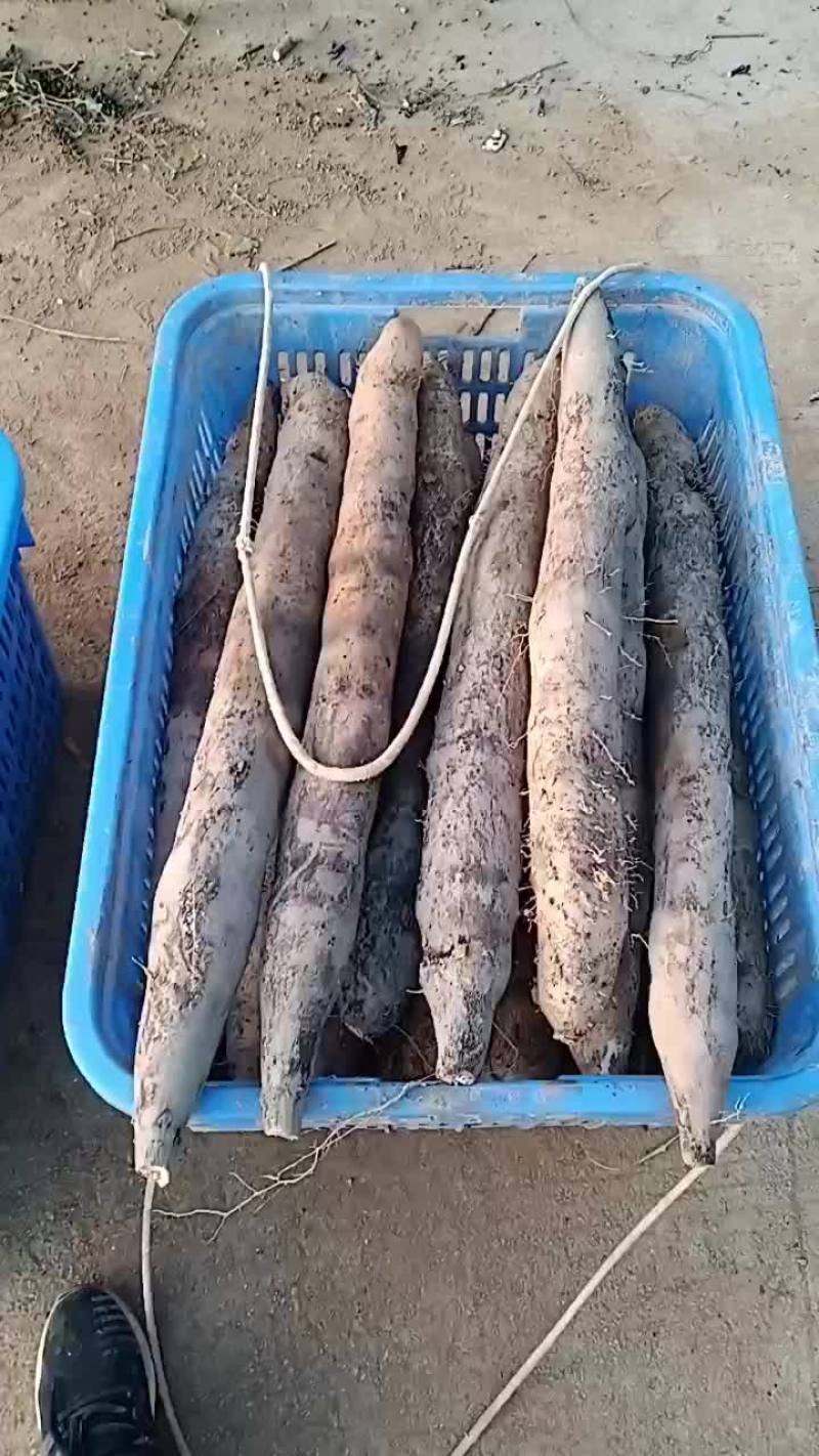 广西黑鬼白鬼山药大量上市啦