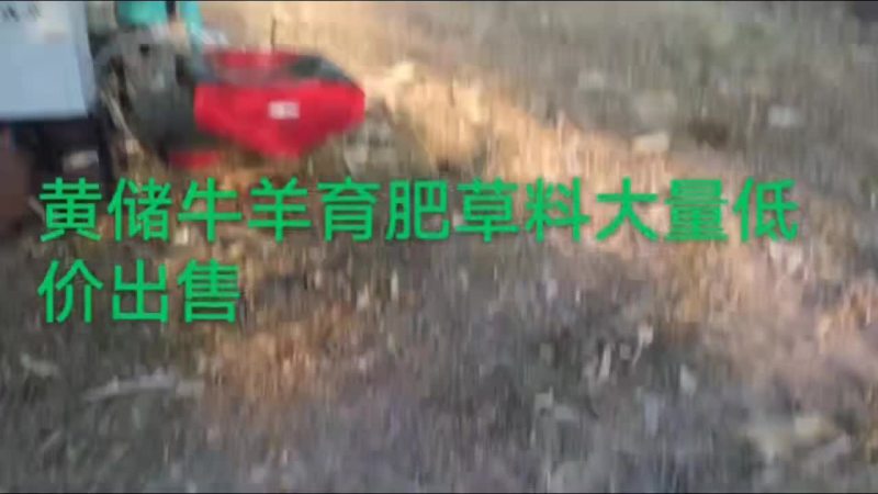 圆包黄储草料