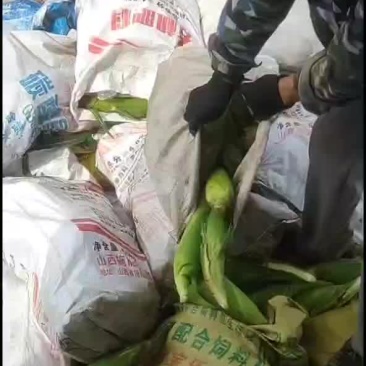 鲜玉米一年四季都有货