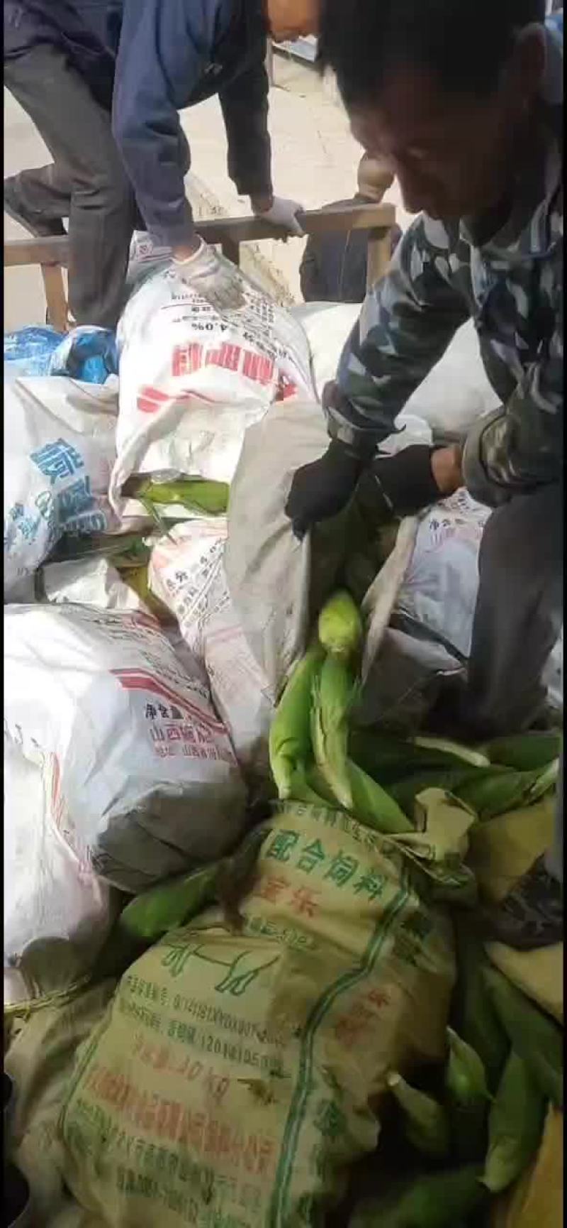 鲜玉米一年四季都有货