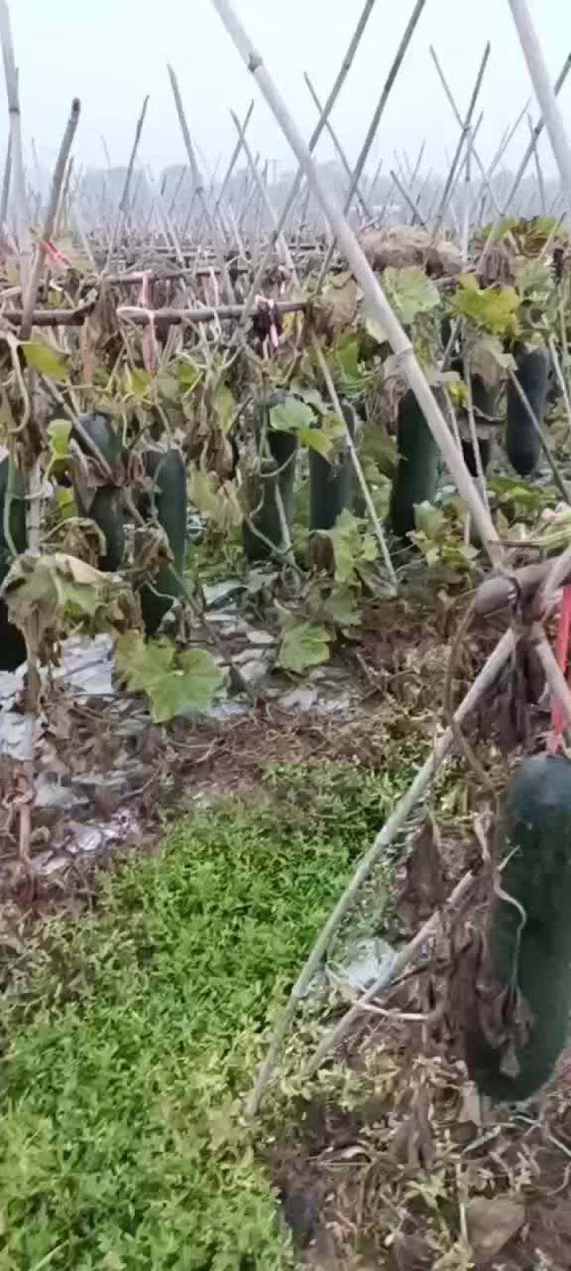 黑皮冬瓜