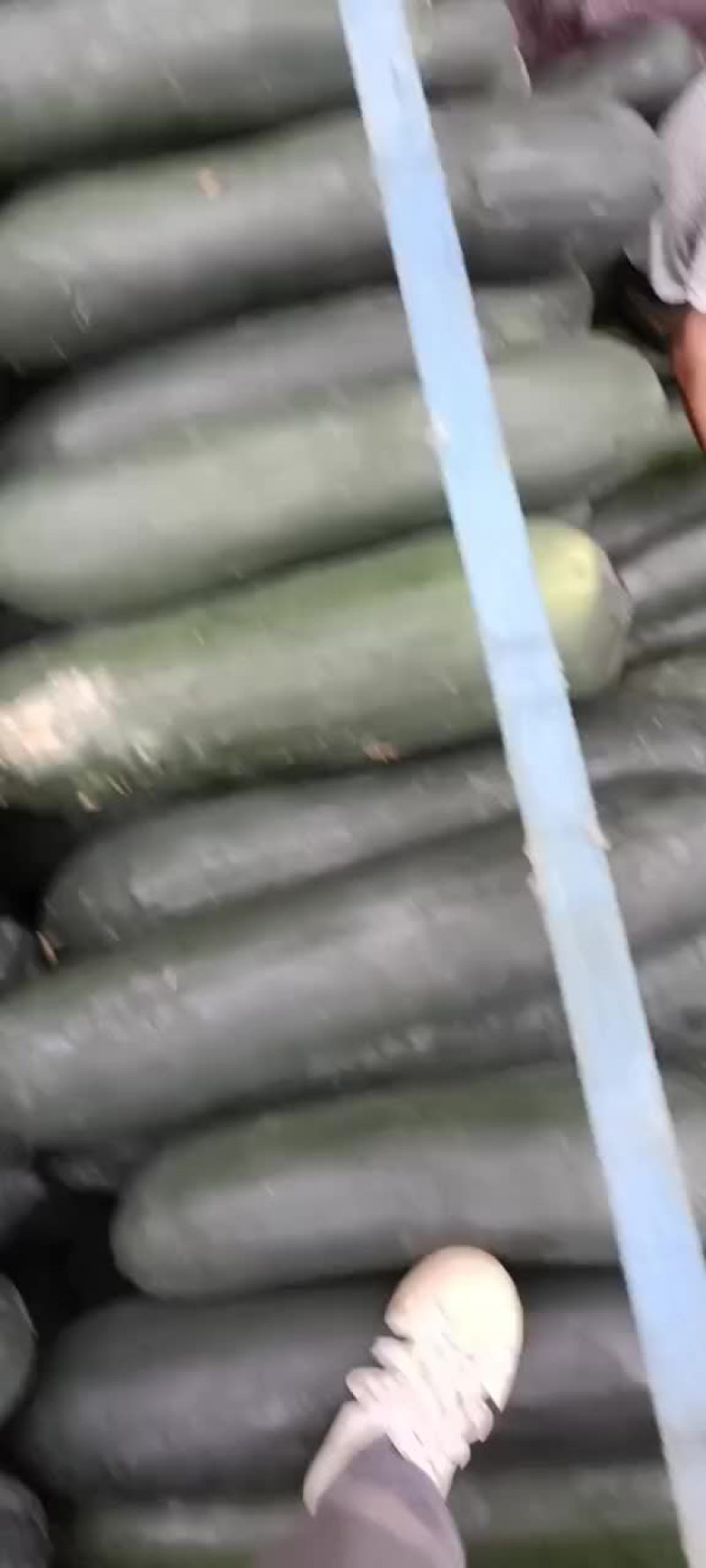 黑皮冬瓜