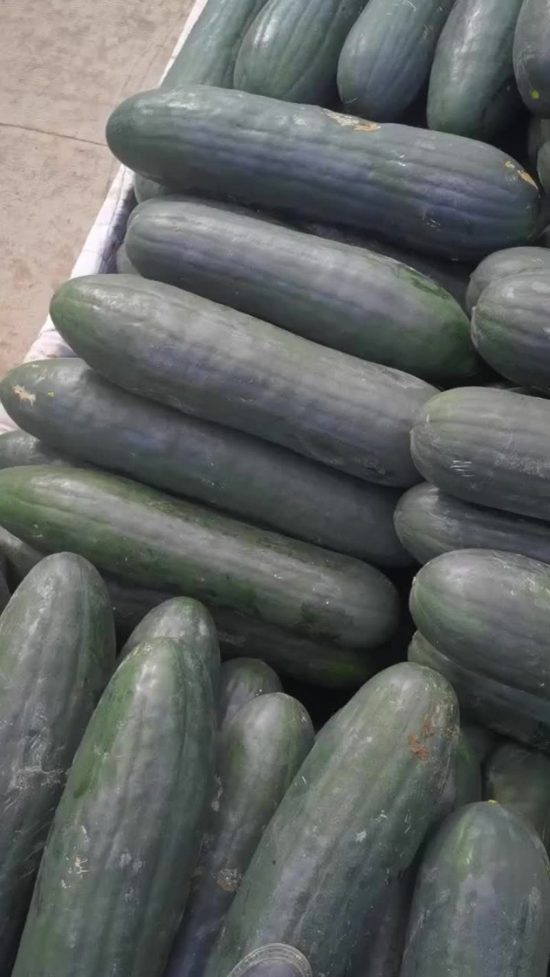黑皮吊冬瓜铁心396，耐运输，极低损耗