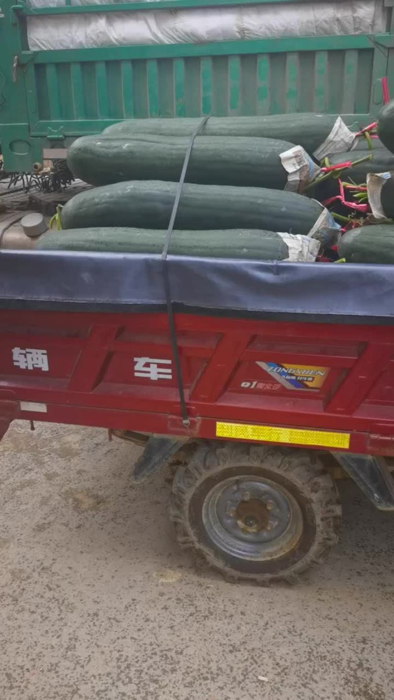 黑皮吊冬瓜铁心396，耐运输，极低损耗