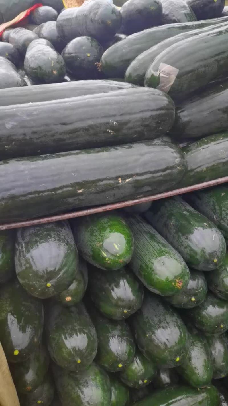 黑皮吊冬瓜铁心396，耐运输，极低损耗