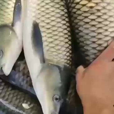 新鲜肥美的草鱼