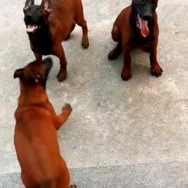 马犬