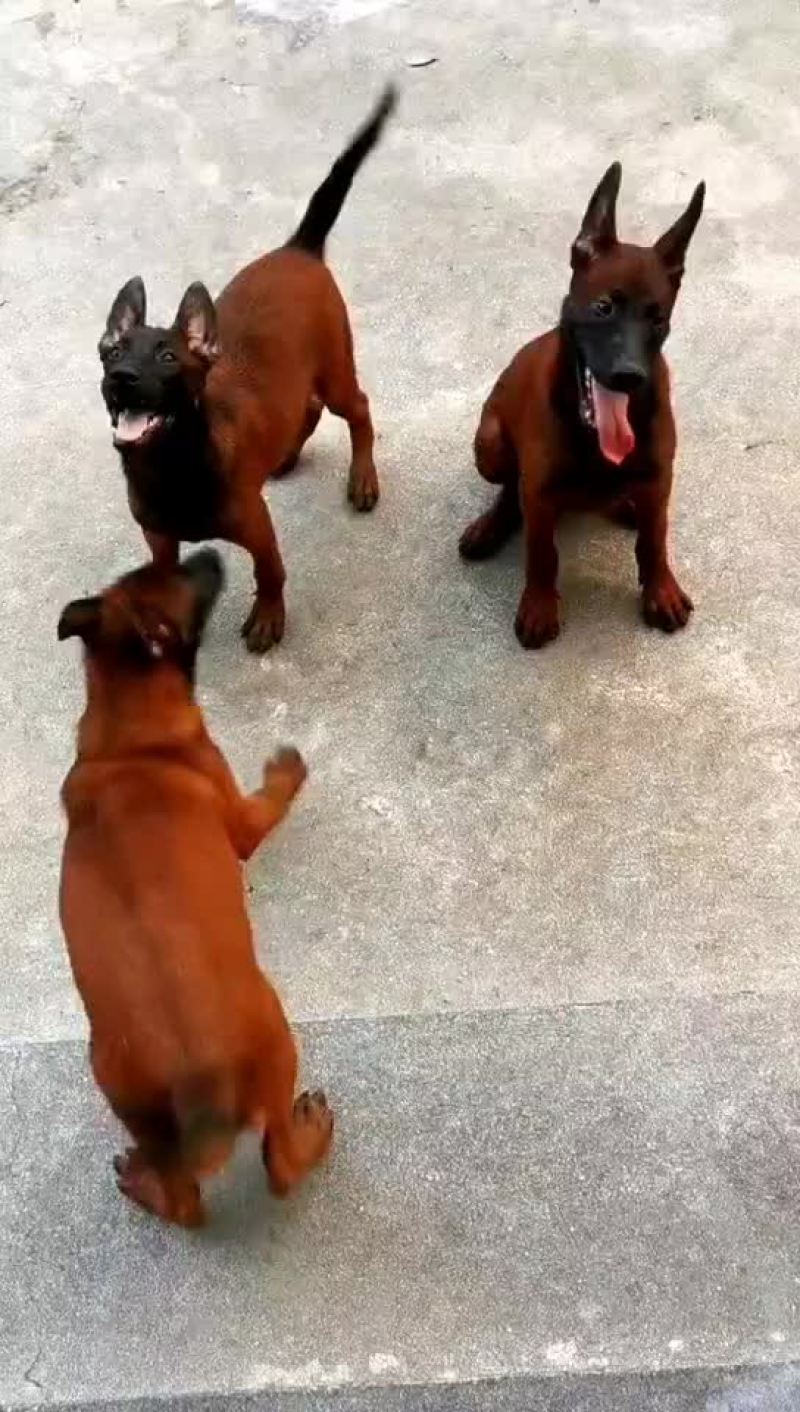 马犬