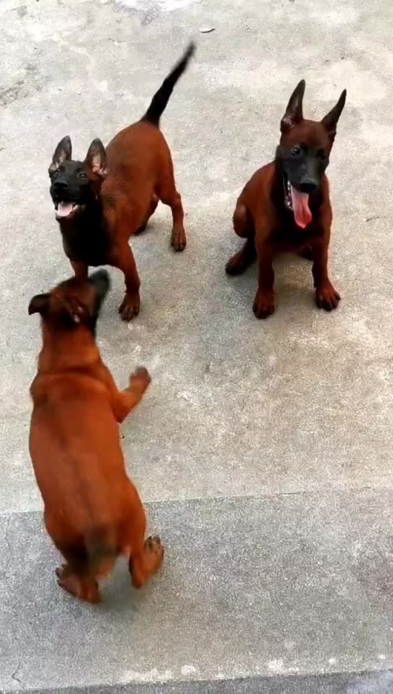 马犬