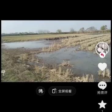 稻田鸭，番鸭