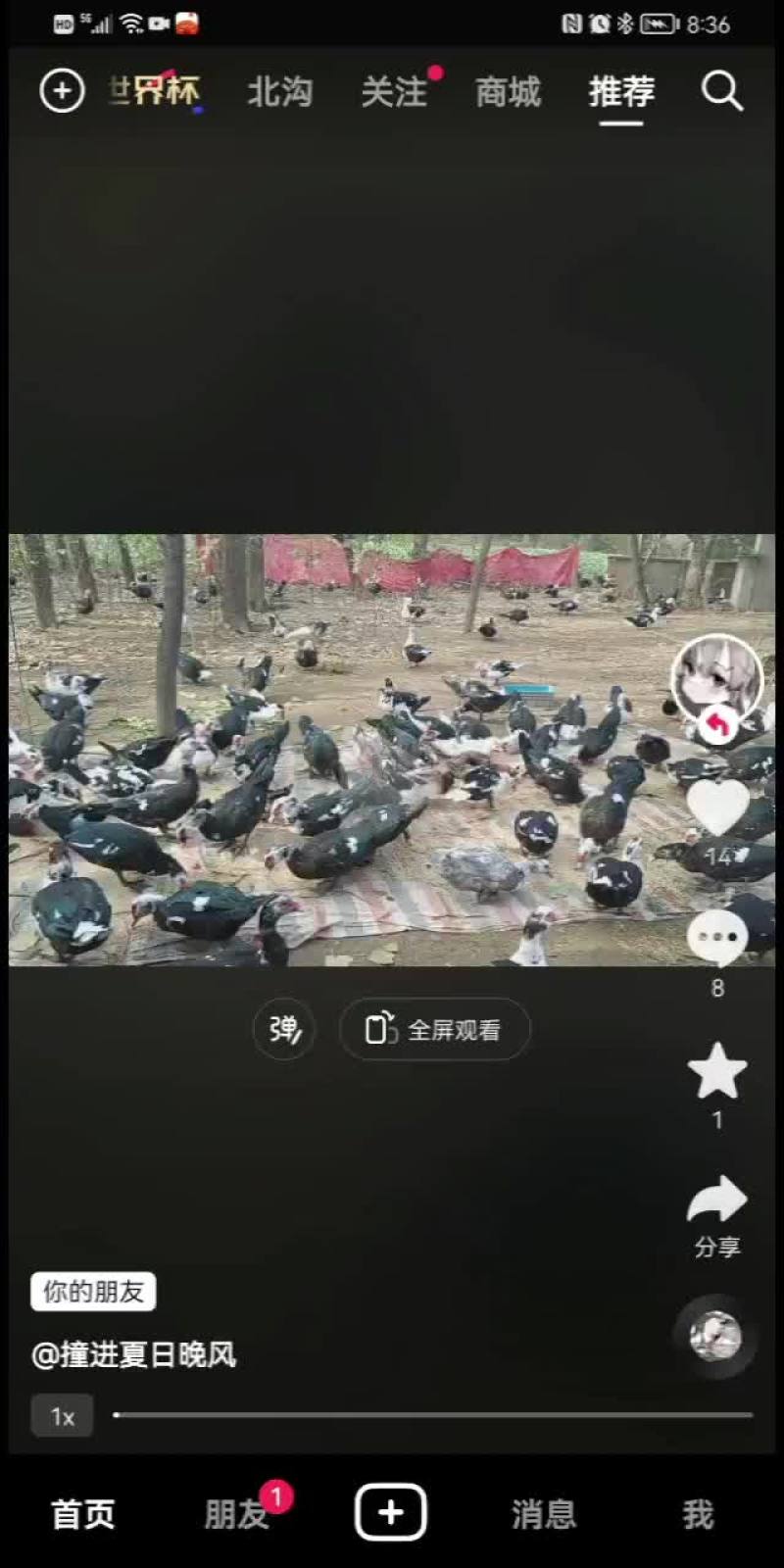 稻田鸭，番鸭