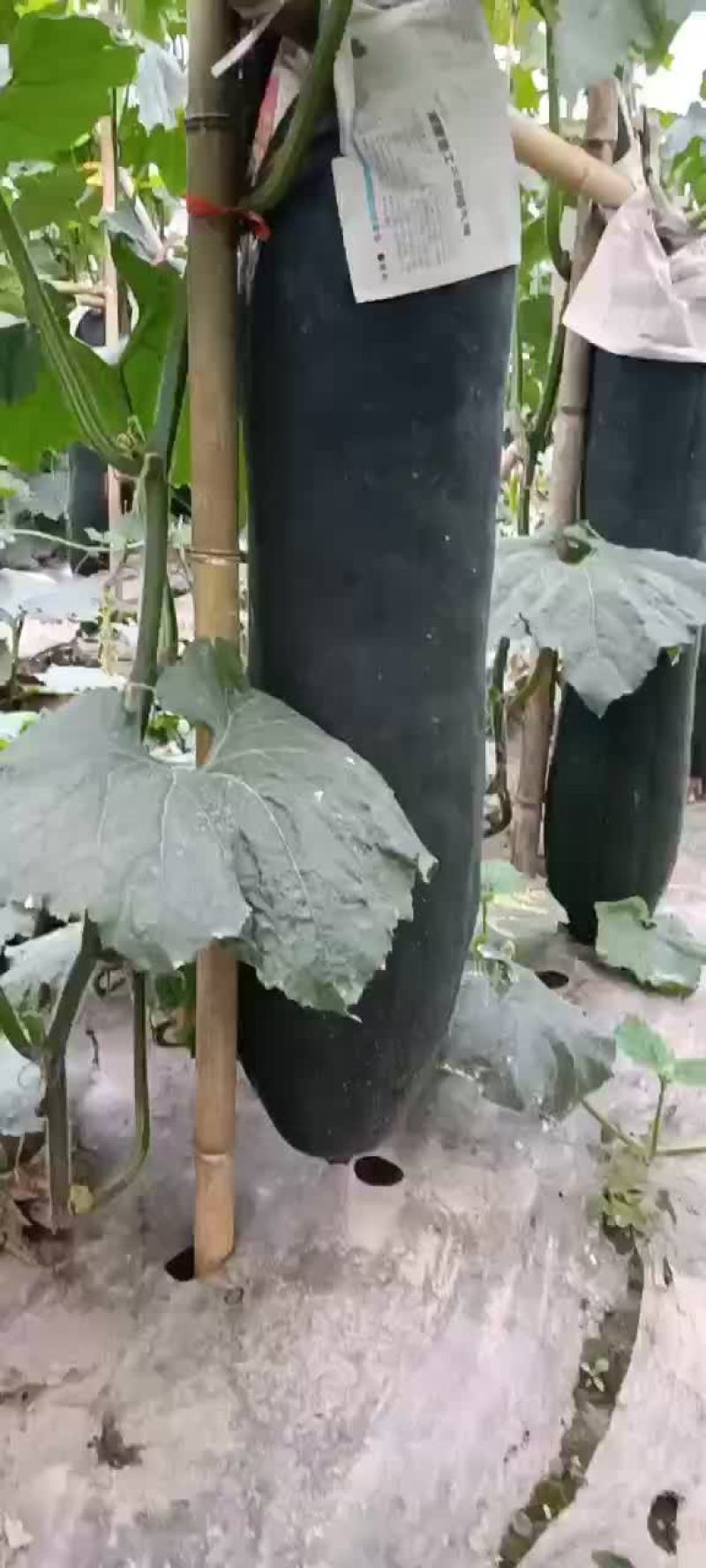 精品吊瓜
