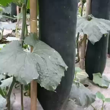 精品吊瓜