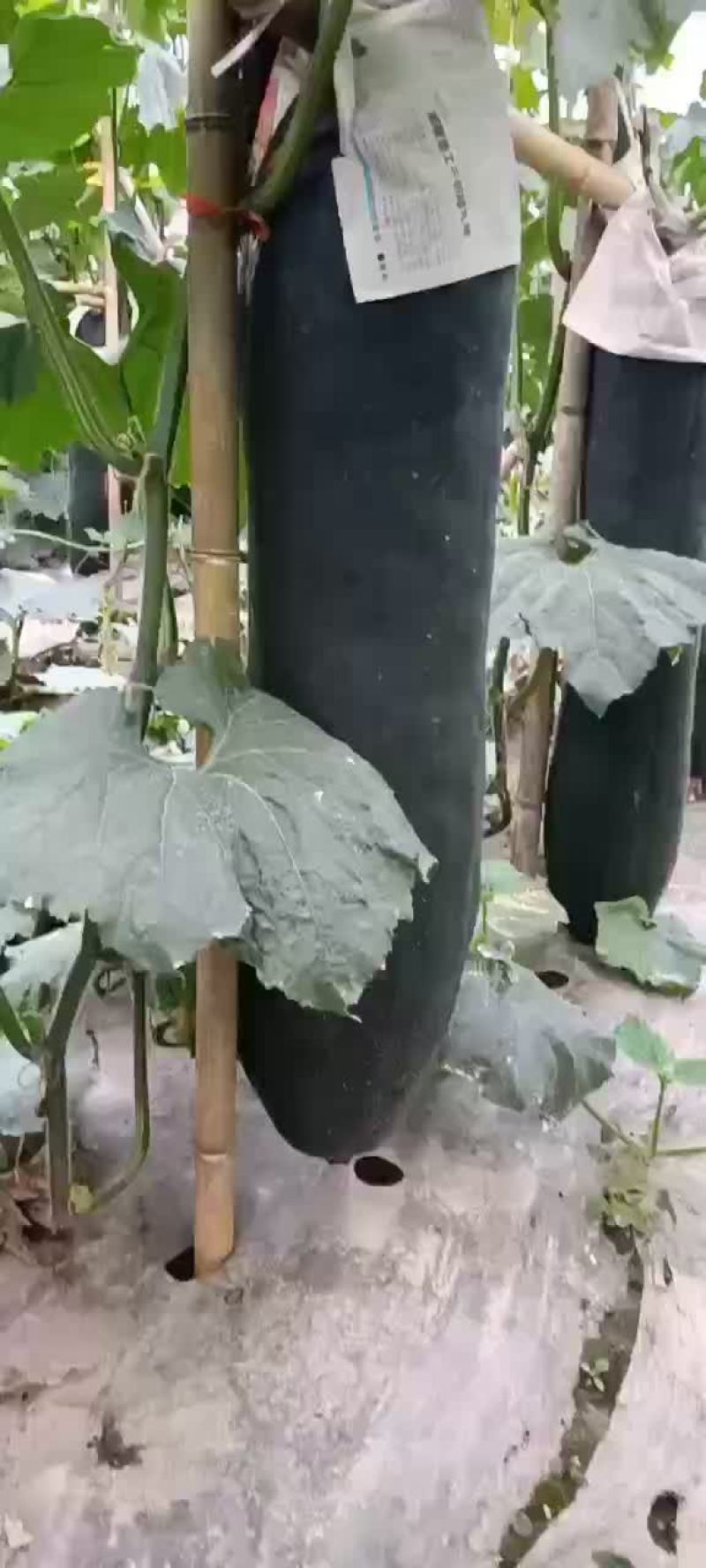 精品吊瓜