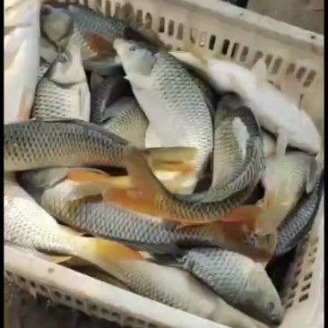 河南黄河滩大鲤鱼，