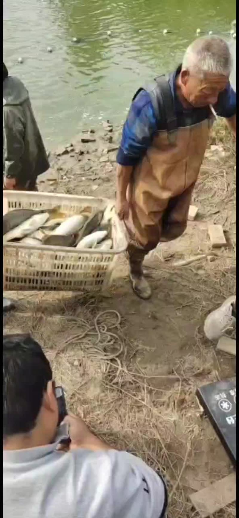 河南黄河滩大鲤鱼，