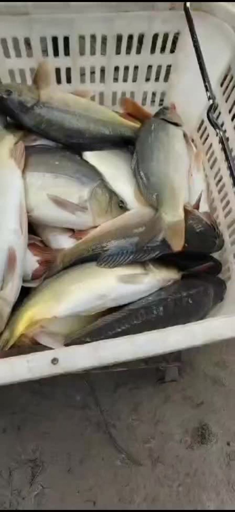 河南黄河滩大鲤鱼，