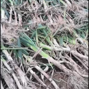就这个质量，上车五毛，