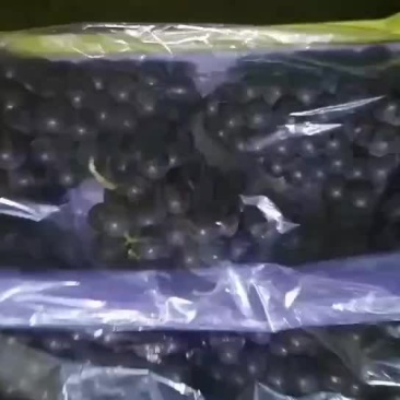 辽宁锦州市北镇特产精品辽峰葡萄口感好粒大硬度好