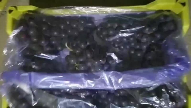 辽宁锦州市北镇特产精品辽峰葡萄口感好粒大硬度好