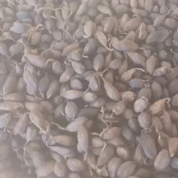 干草果