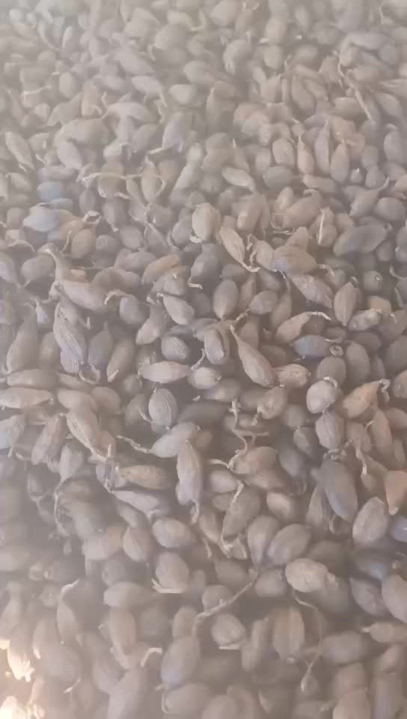 干草果