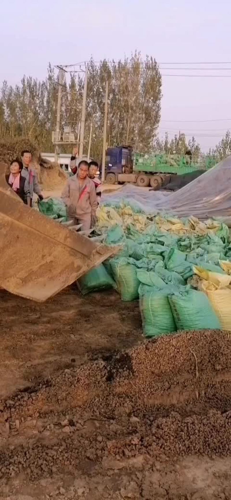 袋装的羊粪