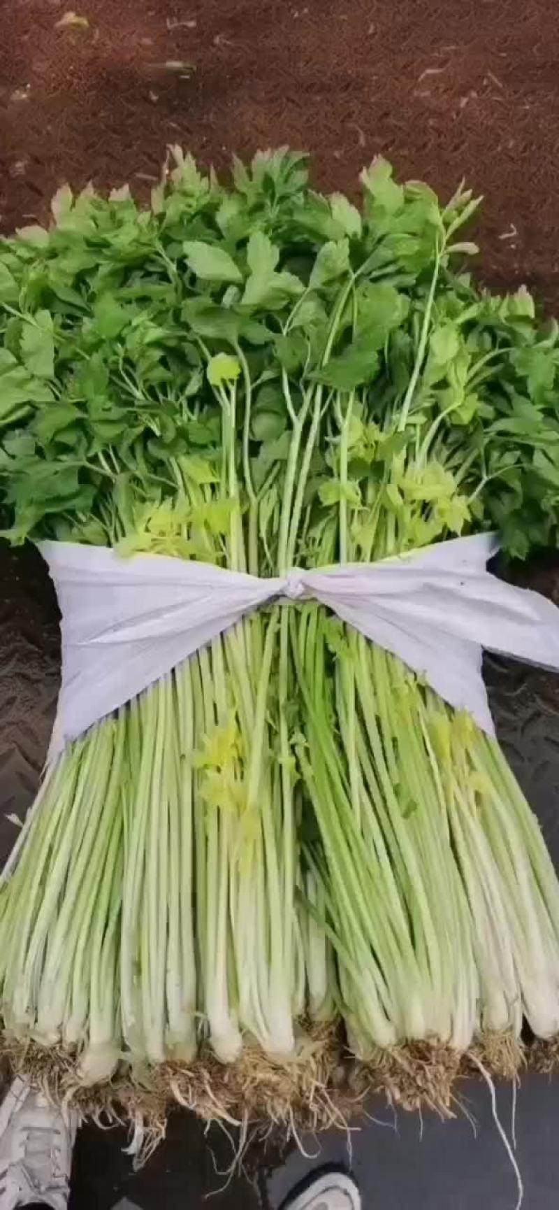 配菜：芹菜、蒜苗、葱、香菜