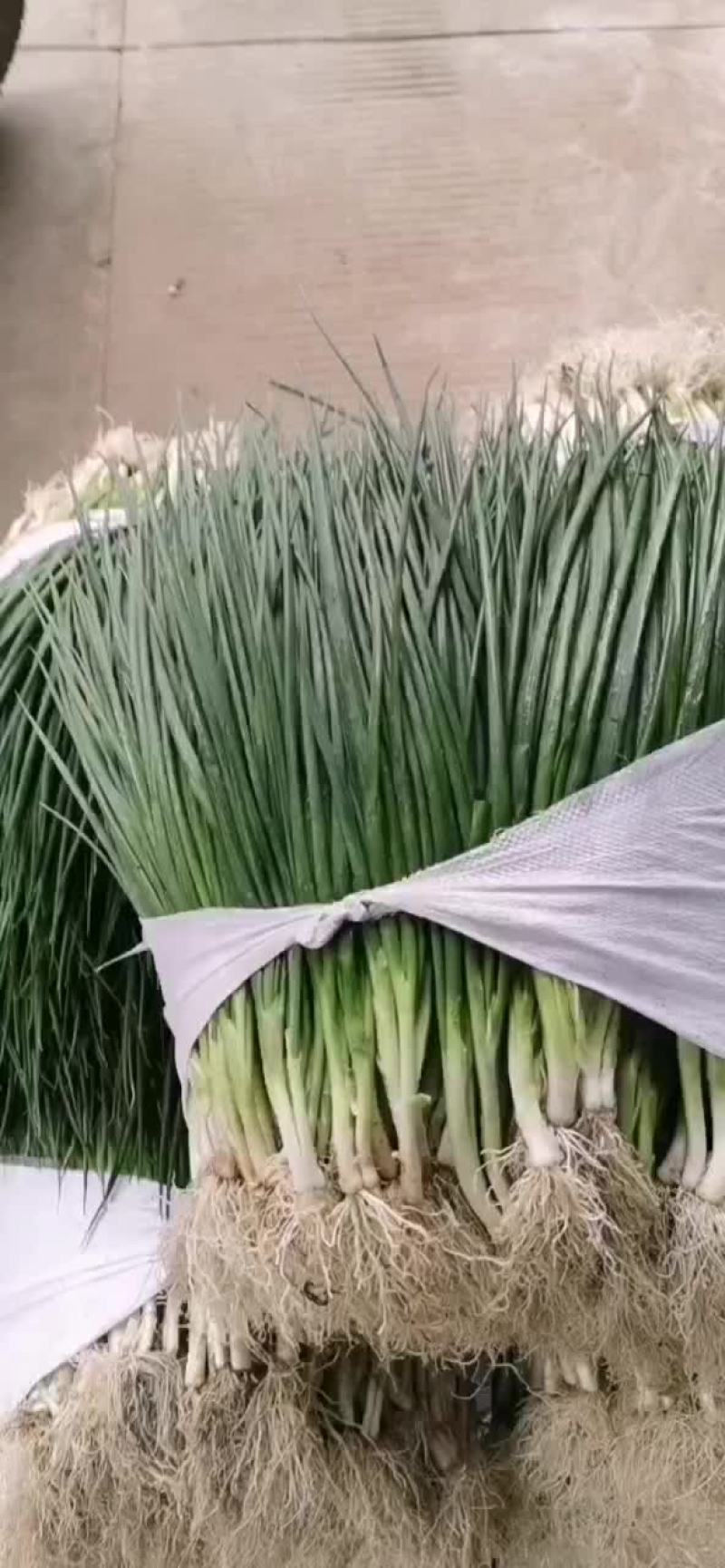 配菜：芹菜、蒜苗、葱、香菜