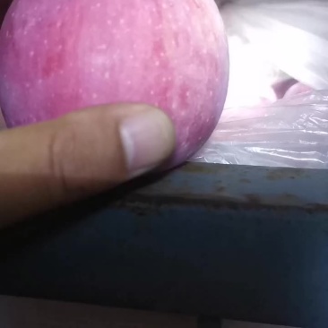 陕西红富士苹果