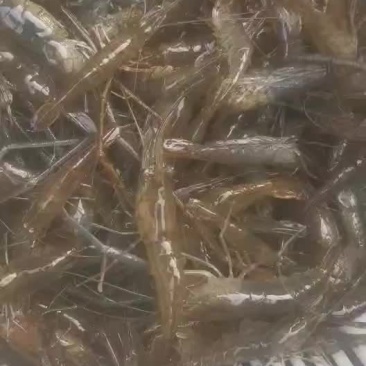 河虾