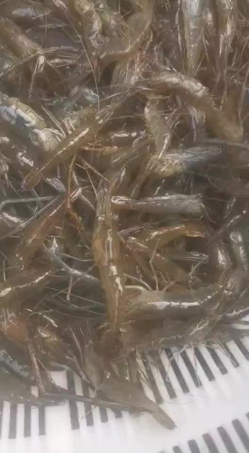 河虾