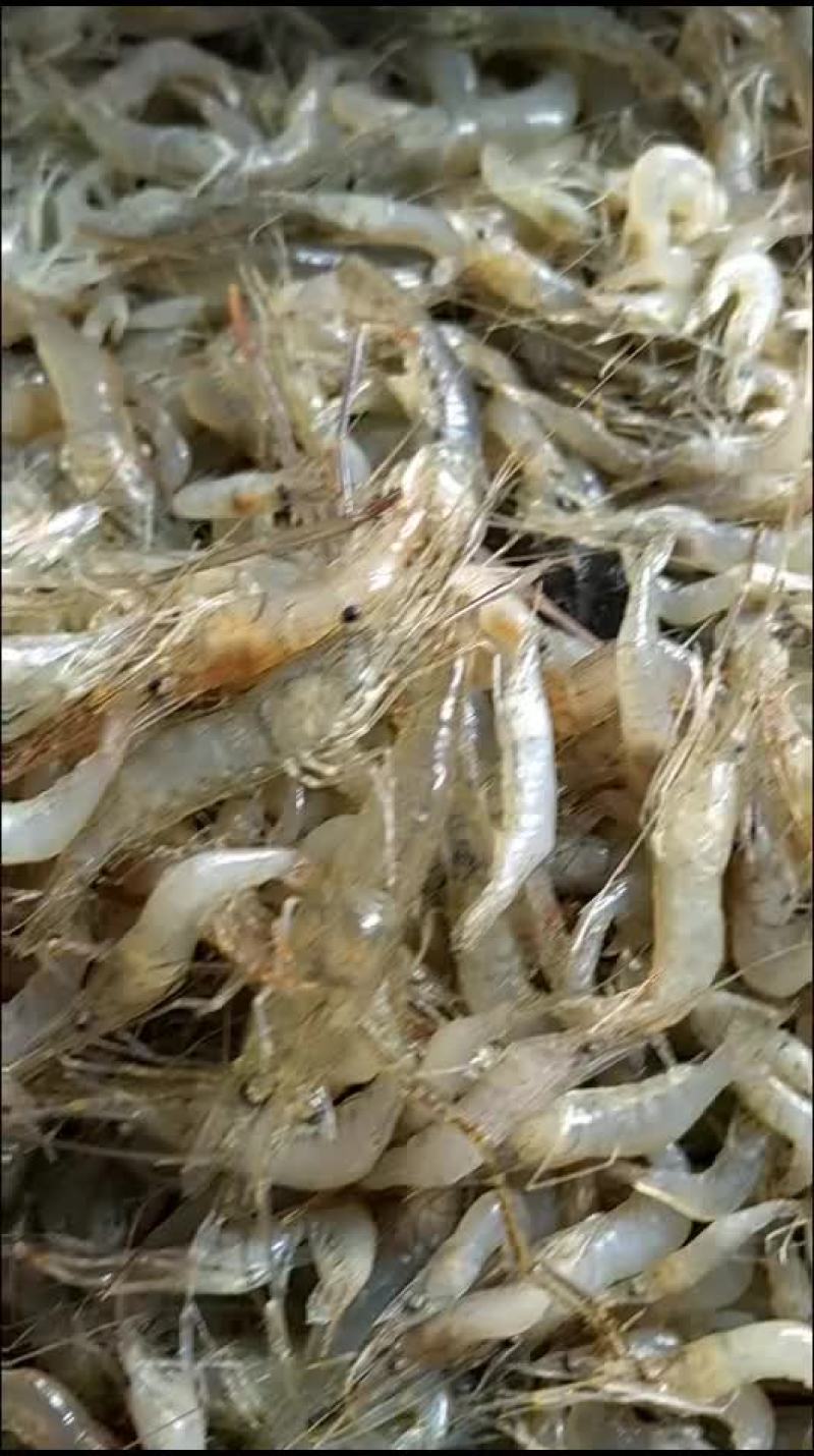 河虾