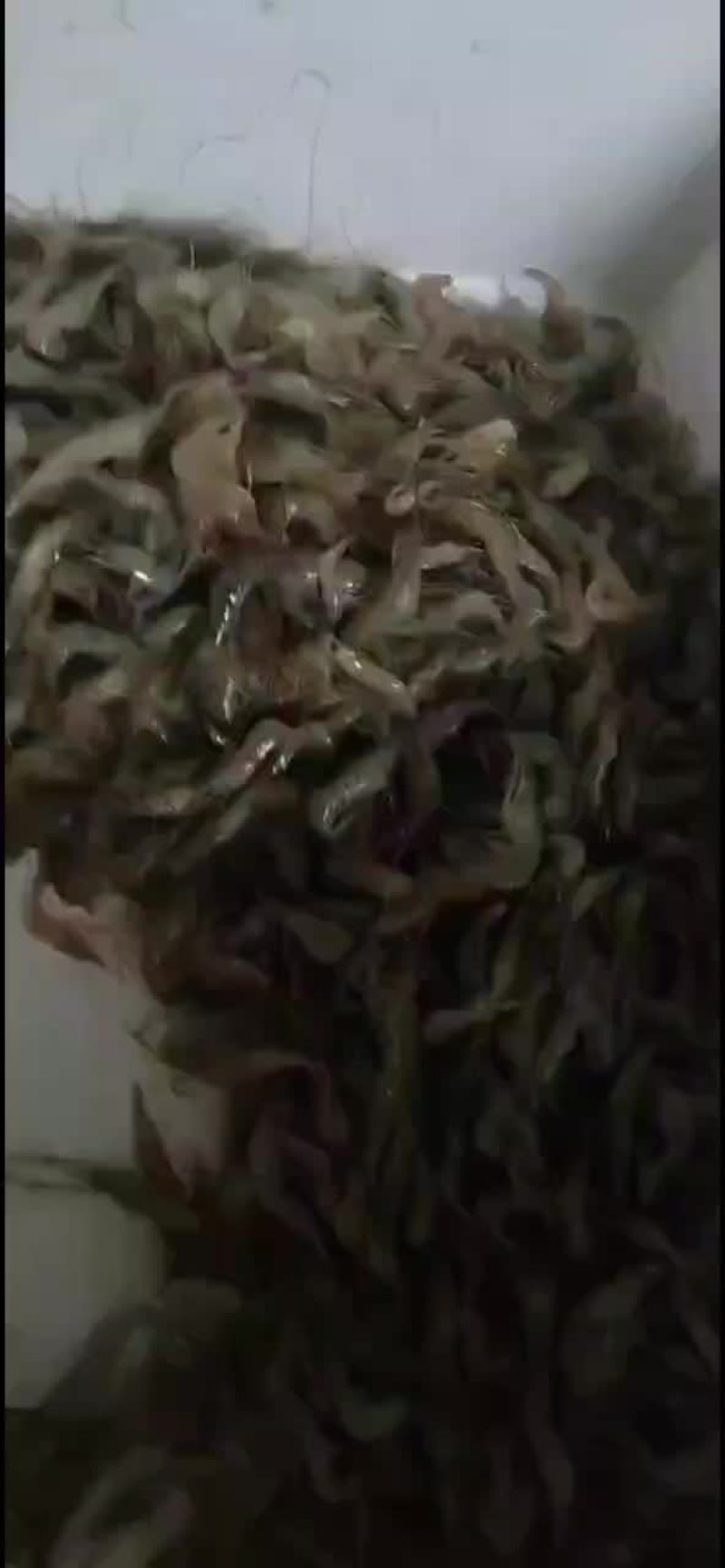 河虾