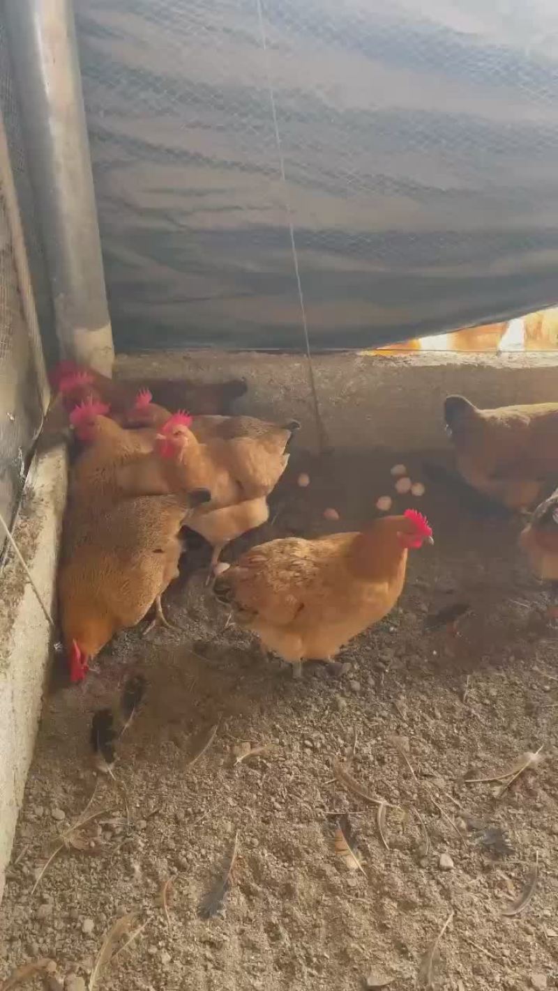 散养土母鸡老水蛋多