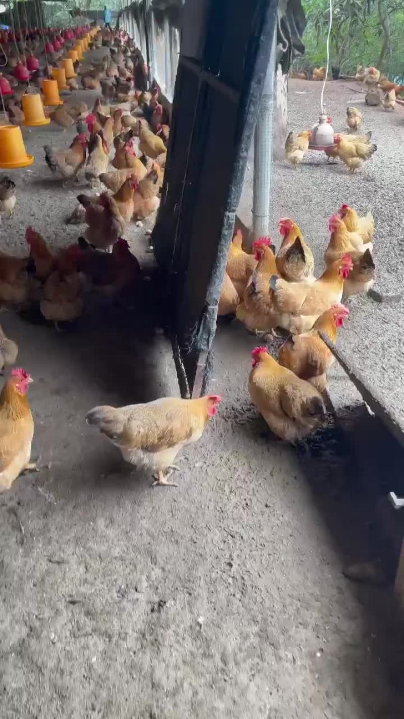 散养土母鸡老水蛋多