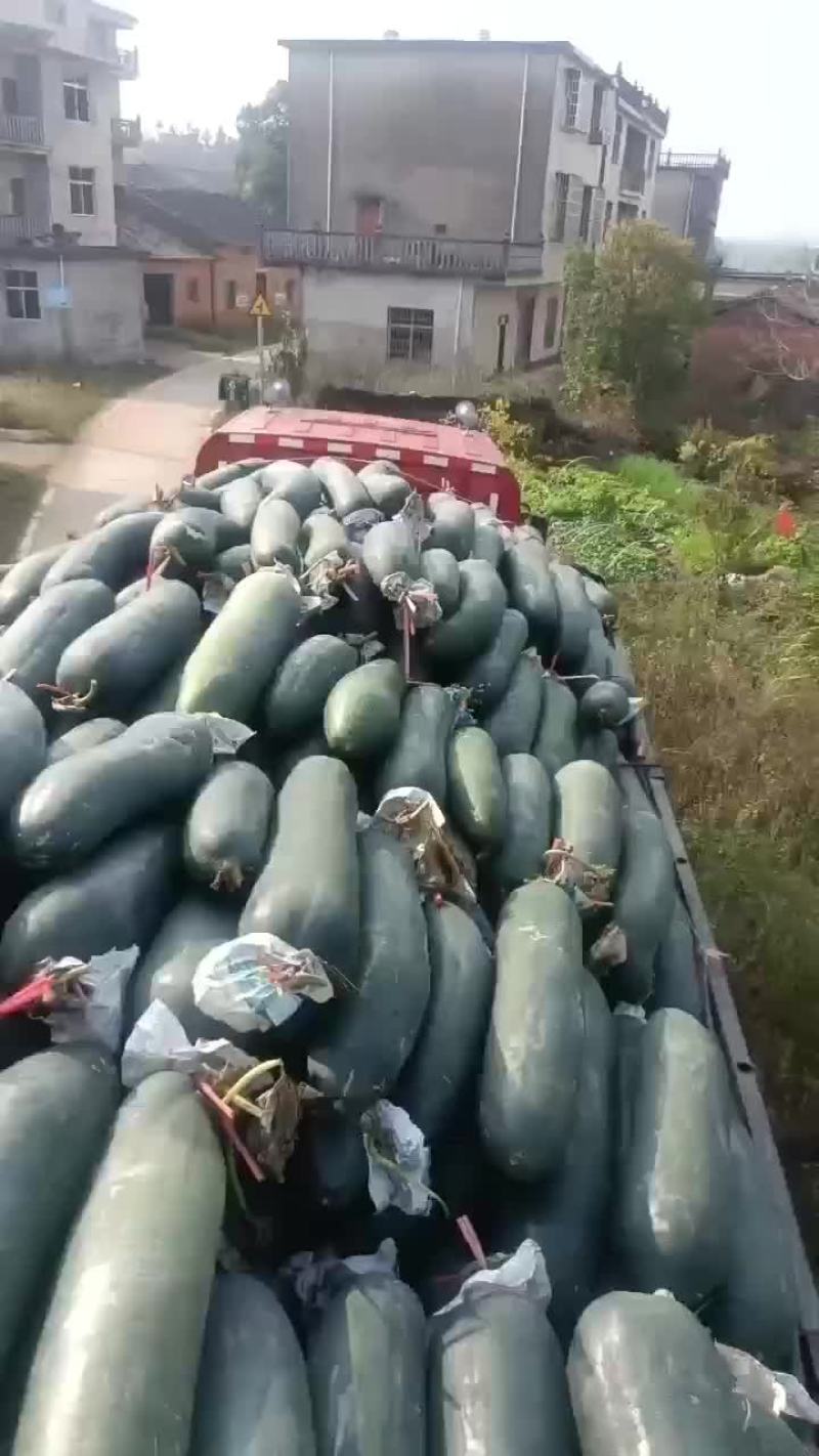 黑皮吊冬瓜