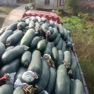 黑皮吊冬瓜