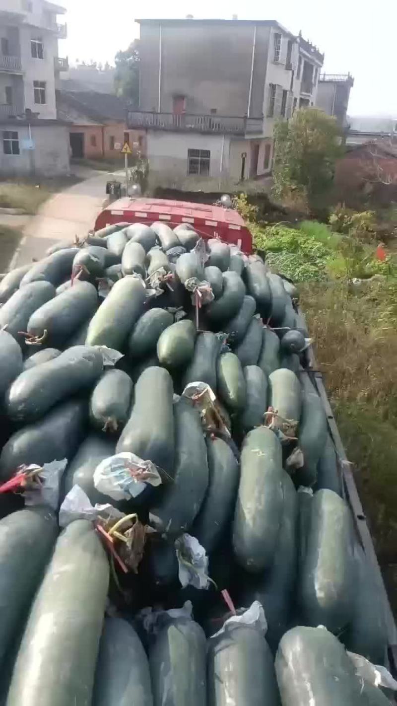 黑皮吊冬瓜
