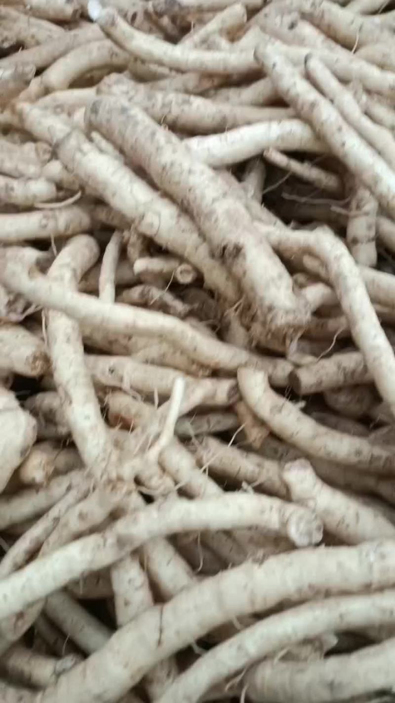 防风种苗